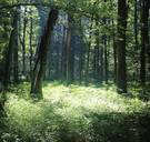 Oerbos verdwijnt voor uw wc-papier 