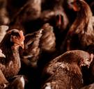 Niet een Tesla, maar een kippenhok is hét statussymbool in Silicon Valley