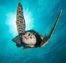 Wanneer de zee kookt, kan Blue Planet 2 gefilmd worden