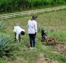 Hoe het lelijke zusje van tequila zijn weg vindt naar ons hart