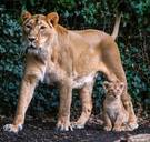 Ontsnapte leeuwin doodgeschoten omdat ze bezoekers naderde; ontsnapping was wellicht menselijke fout