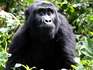 Aantal Afrikaanse berggorilla's neemt toe