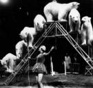 In mini-jurk, op enkellaarsjes, temde Doris Arndt (1930-2018) alles wat er te temmen viel. Ook ijsberen