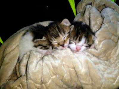 Drie kittens gevonden in kartonnen doos in Vragender