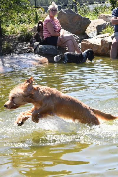Honden zoeken verkoeling in Oeffeltse zwemvijver
