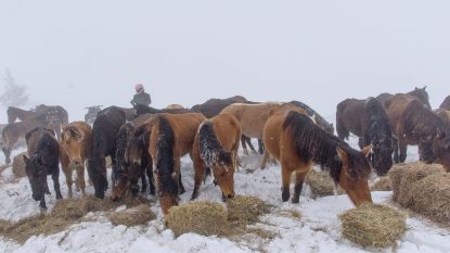 Zeventig paarden sterven hongerdood op besneeuwde berghelling