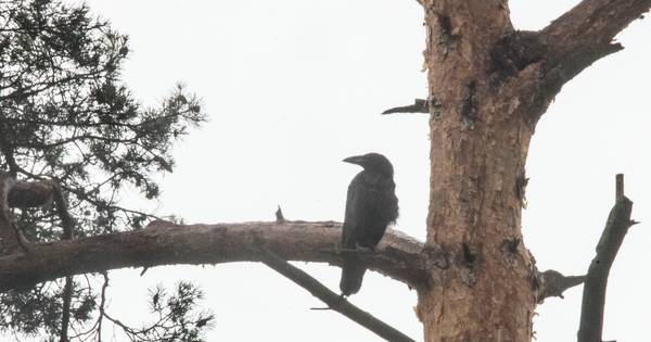 Familie raaf keert na ruim honderd jaar terug in het Leenderbos