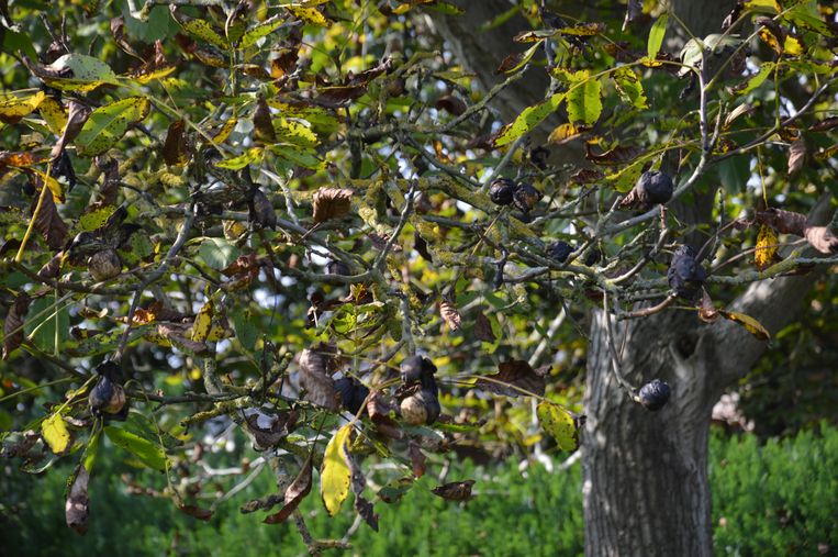 Je bent ze zeker al eens in het bos tegen­gekomen: noten met een kiemscheutje aan. Of miniboompjes die ineens uit de grond schieten. Vaak zijn muizen of eekhoorns de ‘oorzaak’ van een kiemende noot; zij verstoppen ze in de aarde. Uit okkernoten, kastanjes of hazelnoten kun je perfect zelf je eigen boom kweken. Nog meer tips voor onderhoud van je tuin vind je in dit dossier.