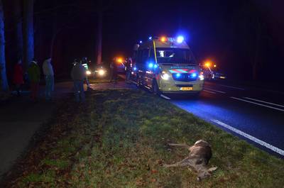 Ree overleeft botsing met auto in Warnsveld niet