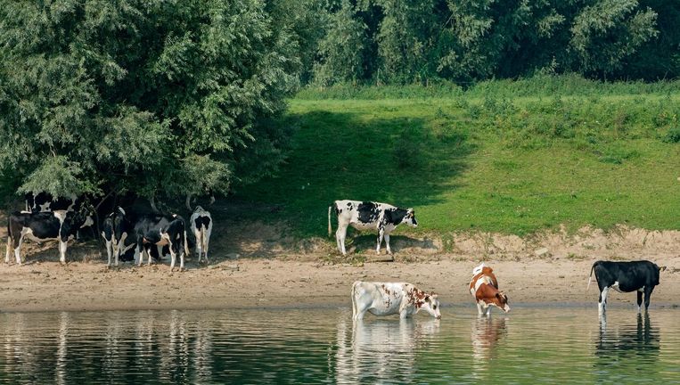 Een koe moet lekker in de wei kunnen lopen | De Volkskrant