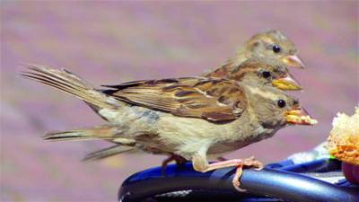 Help jij de vogeltjes de kurkdroge zomer door?