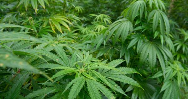 Woning in Gilze gesloten na vondst vijftien hennepbomen - BD.nl