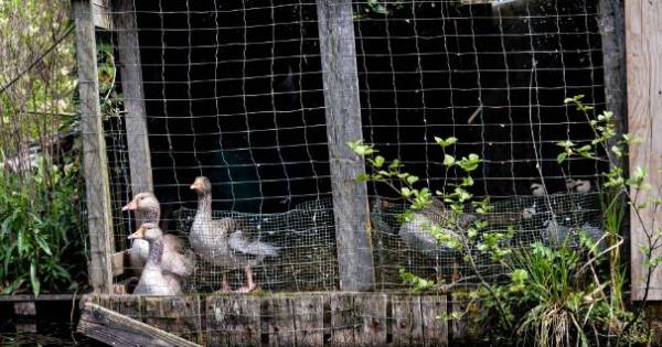 'Stop jacht met levende lokganzen' | Hoeksche Waard - AD.nl