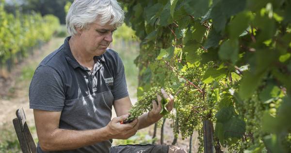 Droogte geen probleem voor wijnboer uit Bentelo
