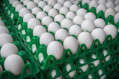 NVWA: 137 pluimveebedrijven blijven dicht, alle besmette eieren uit schappen