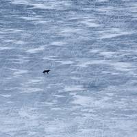Wolven gebruiken bevroren rivieren als snelwegen, laat nieuw onderzoek zien