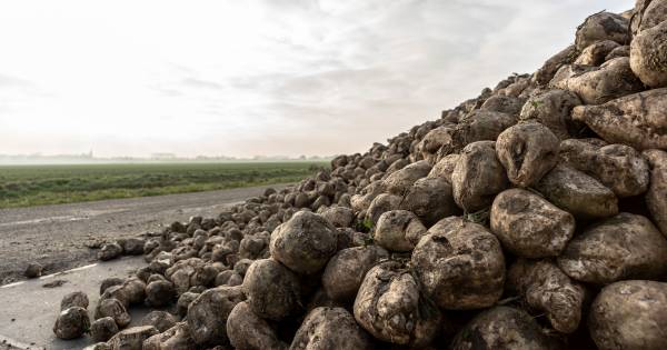 Suikerprijs blijft laag | Brabant - BN DeStem