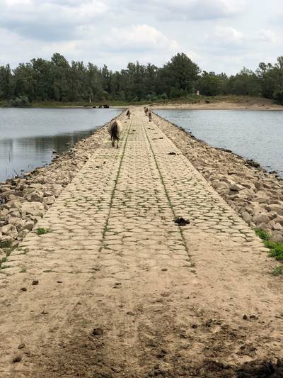 Paardjes op de drempel in Millingerwaard