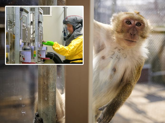Een van de testapen in het BPRC in Rijswijk. De kritiek op de inzet van proefdieren voor de ontwikkeling van medicijnen is de laatste tijd geluwd.