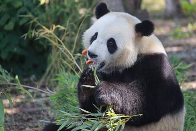 Le panda Tian Bao restera plus longtemps que prévu en Belgique