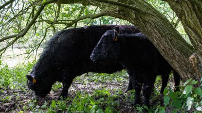 Schotse runderen grazen op domein Fort 3