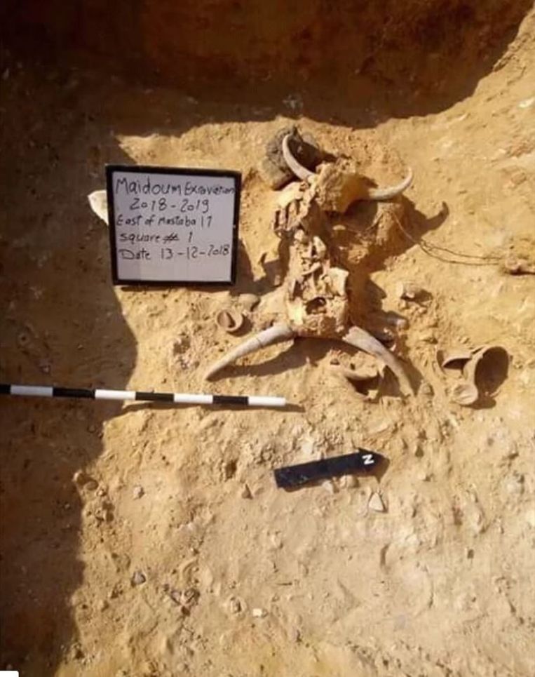 Er werden in de graftombe ook dierenhoofden teruggevonden, vermoedelijk zijn die afkomstig van stieren.