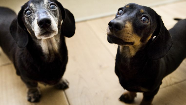 vervangen door een gekloonde variant