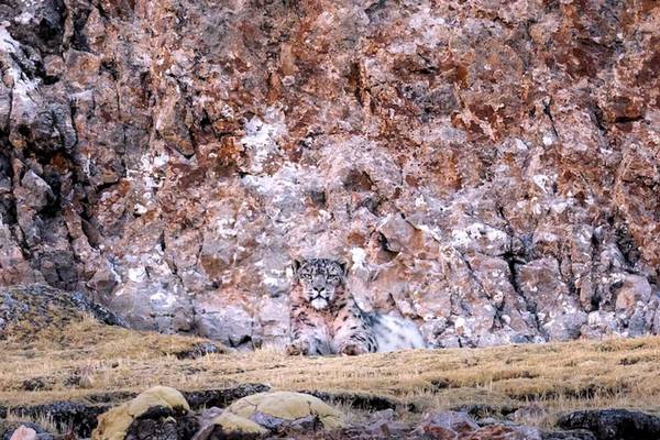 La panthère des neiges