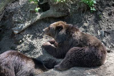 Beer Keta uit Berenbos Rhenen overleden