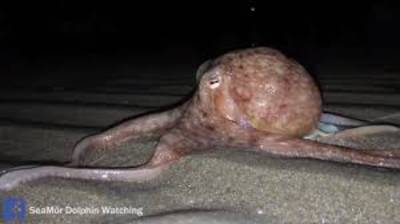 Plots kruipen er tientallen octopussen over de stranden van Wales