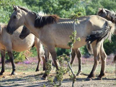 Deel van naar Spanje verhuisde konikpaarden sterk vermagerd door parasiet