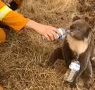 Zeker 8.000 koala’s kwamen om in Australische vlammenzee