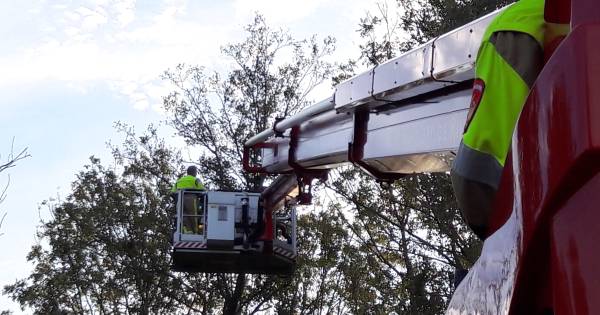 Kat springt zelf uit boom voordat brandweer het dier kan bevrijden