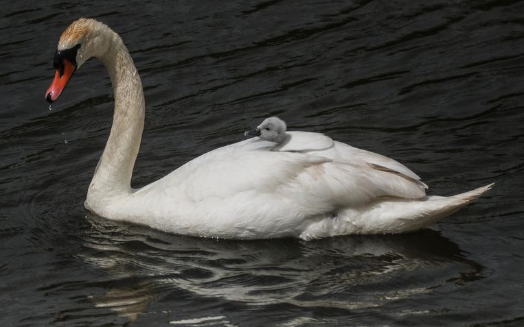 Mama zwaan neemt haar kroost mee op de rug.