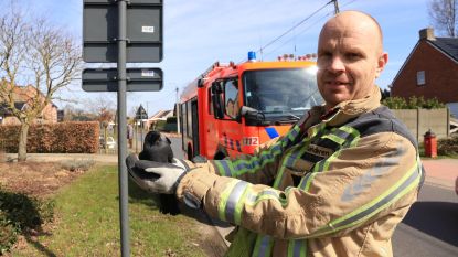 Brandweer haalt twee kauwen uit schouw