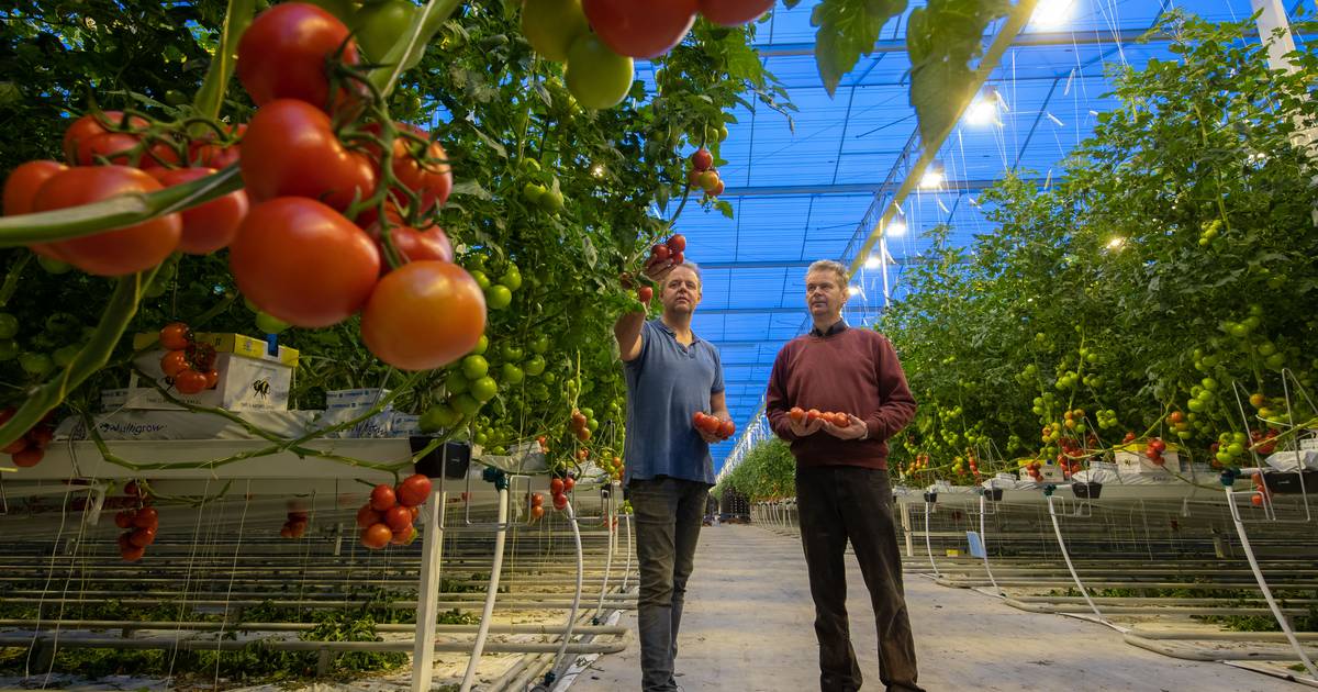 Van De Belt Ijsselmuiden Blijven groeien of afhaken voor tomatenkweker Van den Belt in