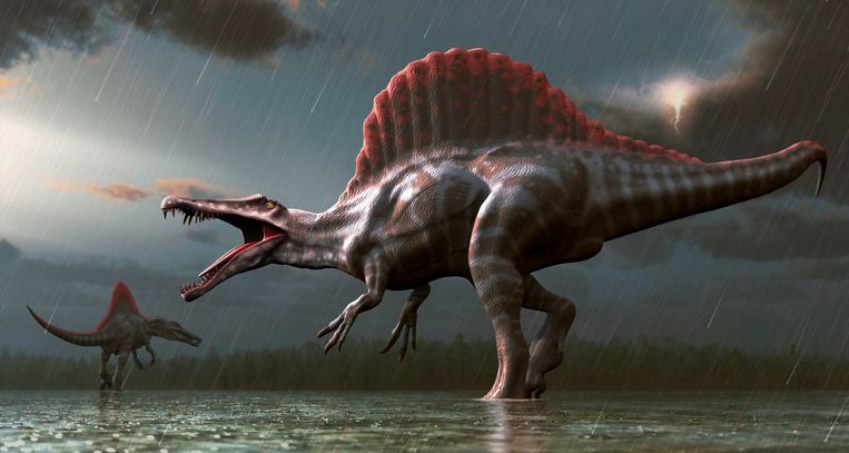 Een grafische voorstelling van de Spinosaurus.