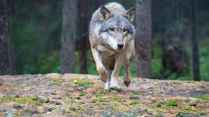 Wolf woont na 100 jaar terug in Vlaanderen: "Grote kans dat er de komende jaren nog meer zullen opduiken"