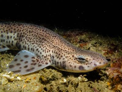 Minister: Onderzoek om haaien en roggen in Noordzee beter te beschermen