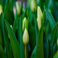 Met dit trucje openen gesloten bloemknoppen in mum van tijd