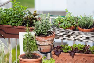 Het balkon aankleden? Deze bloemen en planten zijn geschikte aanwinsten