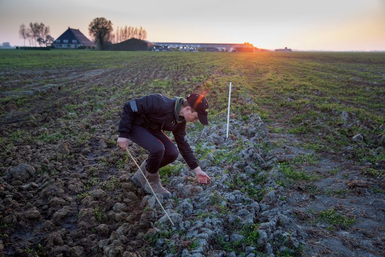 Het boerenland is kurkdroog, water is hard nodig voor de weidevogelkuikens - Trouw