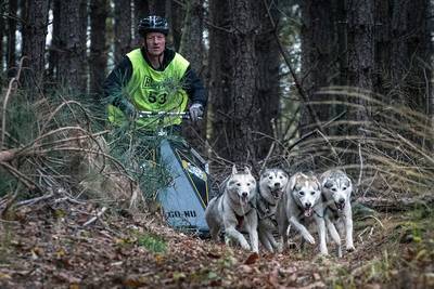 Een roedel sledehonden is zo snel als de zwakste hond