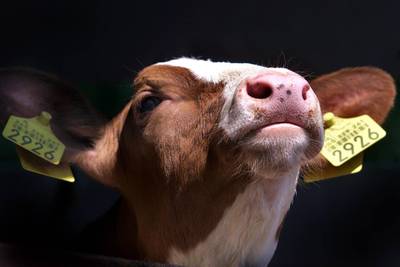 Grootschalige kalverfraude in de melkveehouderij vele malen groter