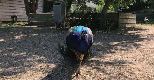 Faunapark Flakkee is nu een echte dierentuin