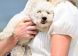 Hondje Mambo stal de show tijdens de fotoshoot van de Oranjes