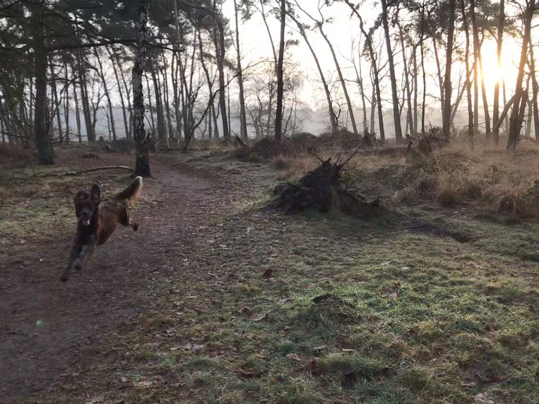 Derde Lommelse hondenlosloopzone geopend in Kattenbos | Lommel | In de