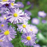 Met déze 5 herfstbloeiers staat je tuin ook nu in bloei