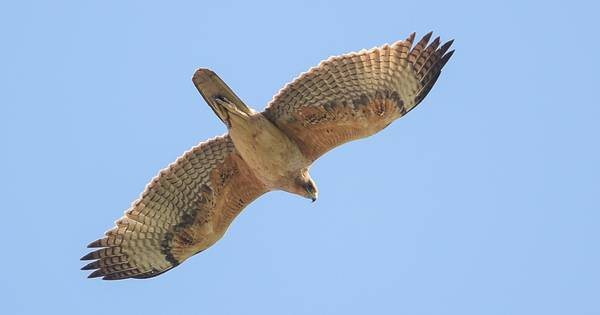 Opgewonden vogelaars: zeldzame havikarend gespot bij Sint-Kruis - BN DeStem