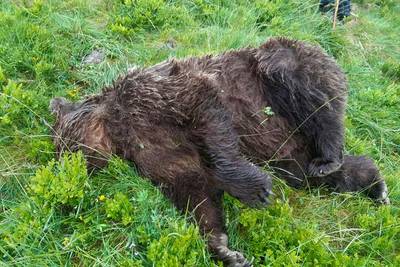 Un ours tué par balles en France: “C'est inconcevable”